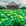 东莞市·莲湖公园
