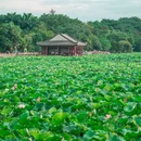 莲湖公园 - 东莞市旅游 缩略图 4