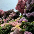 Purcotton(长沙中心印象城店) - 长沙市旅游 缩略图 6