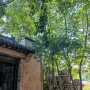 魏坡·新序 - 洛阳市旅游 缩略图 8