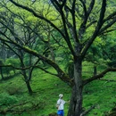 喇叭河风景区 - 雅安市旅游 缩略图 7