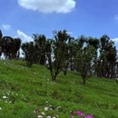 鹿山公园 - 重庆市旅游 缩略图 2