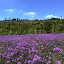 鹿山公园 - 重庆市旅游 缩略图 4