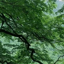 龙苍沟森林公园 - 雅安市旅游 缩略图 5