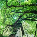 陈电村住宅35幢 - 重庆市旅游 缩略图 3