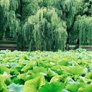 昆明翠湖公园 - 昆明市旅游 缩略图 7