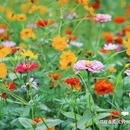 汪家湾花海 - 成都市旅游 缩略图 5