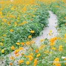 汪家湾花海 - 成都市旅游 缩略图 7