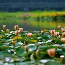 湿地公园 - 绵阳市旅游 缩略图 3