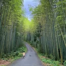 成都阳平玄观 - 成都市旅游 缩略图 5