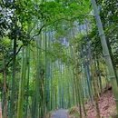 成都阳平玄观 - 成都市旅游 缩略图 1