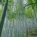 成都阳平玄观 - 成都市旅游 缩略图 7