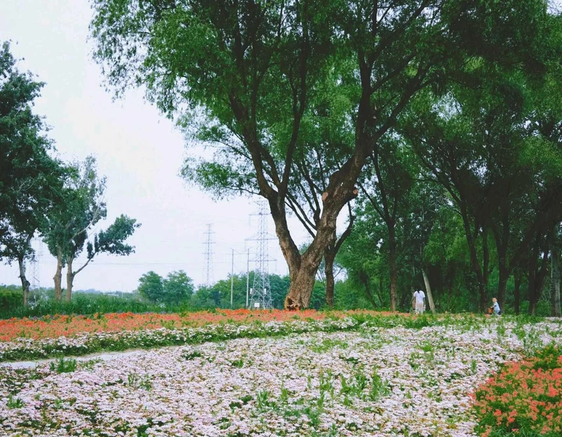 南苑森林湿地公园 - 北京市旅游 1