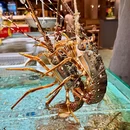 观蚝海鲜·粤菜·点心(海岸城店) - 深圳市旅游 缩略图 9