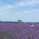 江浙沪欣缘苗木 - 宿迁市旅游 缩略图 2
