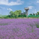 江浙沪欣缘苗木 - 宿迁市旅游 缩略图 6