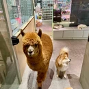 大灰灰奇宠乐园 - 大连旅游 缩略图 8