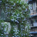 世纪百合商业广场 - 成都市旅游 缩略图 8