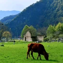 陕西紫柏山国家森林公园 - 汉中市旅游 缩略图 3
