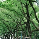 姚江公园 - 宁波市旅游 缩略图 3