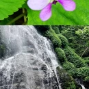 浏阳市石柱峰自然保护区 - 长沙市旅游 缩略图 5