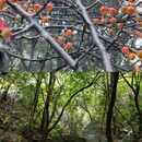 浏阳市石柱峰自然保护区 - 长沙市旅游 缩略图 2