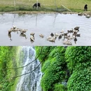 浏阳市石柱峰自然保护区 - 长沙市旅游 缩略图 6