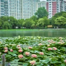 瑶海公园 - 合肥市旅游 缩略图 4