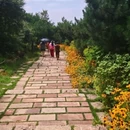 太行山王莽岭旅游景区 - 晋城市旅游 缩略图 2