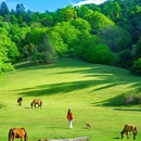 罗古箐景区 - 怒江傈僳族自治州旅游 缩略图 1