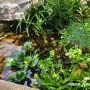 LINLEE林里·手打柠檬茶(坂田天虹购物中心店) - 深圳市旅游 缩略图 2