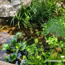 LINLEE林里·手打柠檬茶(坂田天虹购物中心店) - 深圳市旅游 缩略图 1