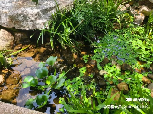 LINLEE林里·手打柠檬茶(坂田天虹购物中心店) - 深圳市旅游