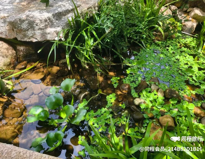 LINLEE林里·手打柠檬茶(坂田天虹购物中心店) - 深圳市旅游 1