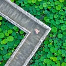 武汉东湖落雁景区 - 武汉市旅游 缩略图 4