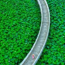 武汉东湖落雁景区 - 武汉市旅游 缩略图 6