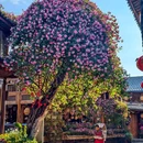 丽江古城 - 丽江市旅游 缩略图 6