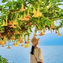 双廊古镇 - 大理白族自治州旅游 缩略图 7