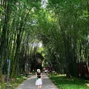 望江楼公园 - 成都市旅游 缩略图 8