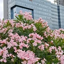 尖岗湖公园 - 深圳市旅游 缩略图 7