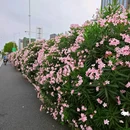 尖岗湖公园 - 深圳市旅游 缩略图 9