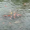 七星岩牌坊 - 肇庆市旅游 缩略图 8