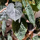 稻香酒家宴会厅·BB宴·年会·喜宴(天河领展店) - 广州市旅游 缩略图 3