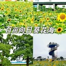 东涌镇官坦农业公园 - 广州市旅游 缩略图 1