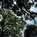 高黎贡山国家级自然保护区 - 怒江傈僳族自治州旅游 缩略图 7