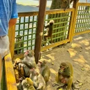 陵水南湾猴岛生态景区 - 陵水黎族自治县旅游 缩略图 2