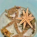 陵水南湾猴岛生态景区 - 陵水黎族自治县旅游 缩略图 5