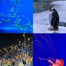 陵水南湾猴岛生态景区 - 陵水黎族自治县旅游 缩略图 9