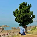 燕儿岛智慧公园 - 青岛市旅游 缩略图 3