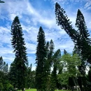 厦门·植物园 - 厦门市旅游 缩略图 8